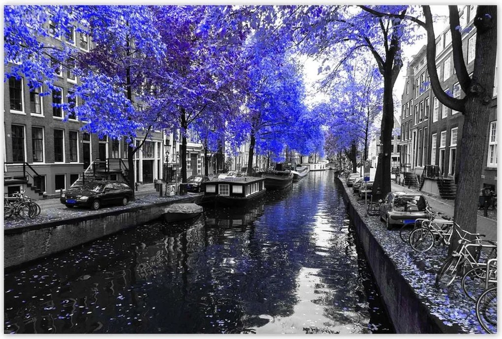 Poszterek 120x80 Búzavirág Amszterdam