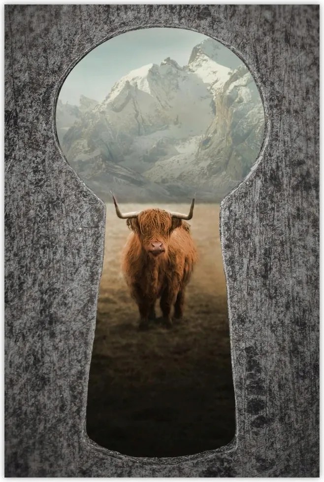 Poszterek 80x120 Skót tehén szarvasmarha