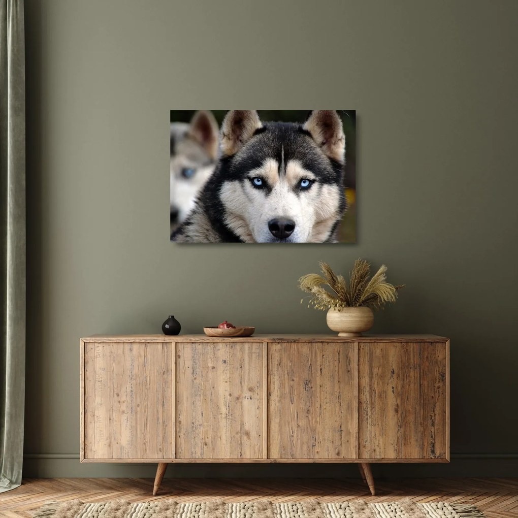 Husky kutya kép (üvegen) (70x50 cm)
