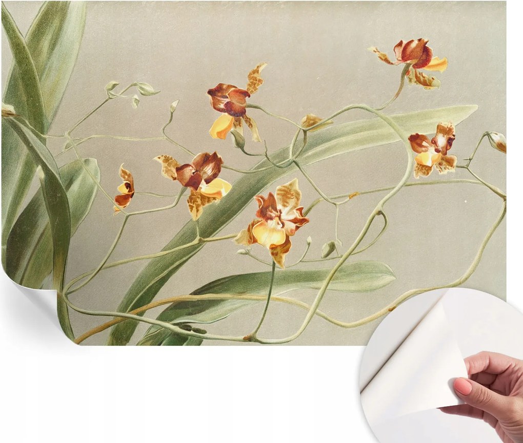 Divatos öntapadós fali tapéta Orchidea klasszikus 152x104 cm