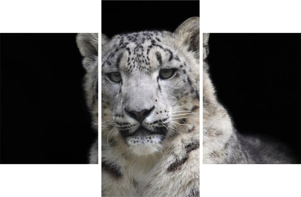 Kép - Snow Leopard (90x60 cm)