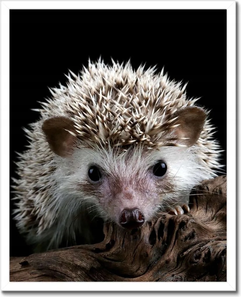 Poszterek keretben 40x50 Okos sündisznó az ágon