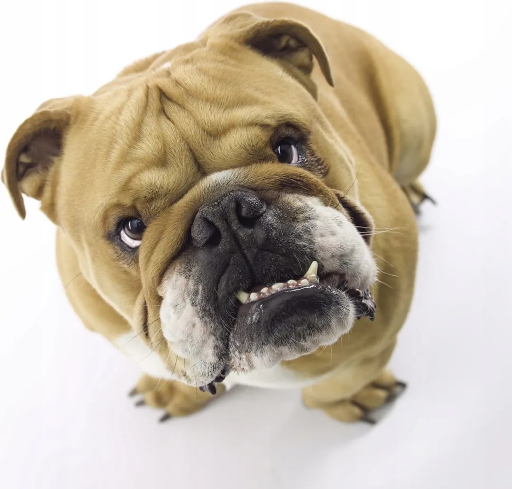 Poszter 30x30cm Brit bulldog fehér alapon 2, Assaf Frank