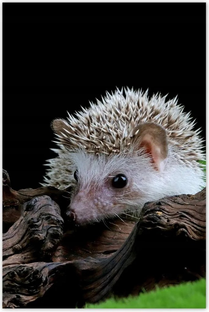 Poszterek 80x120 Sündisznó a zöld mohán