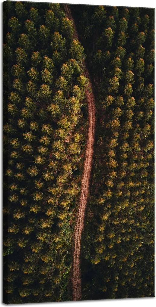 Vászonkép Természet Erdei ösvény felülről 40x80