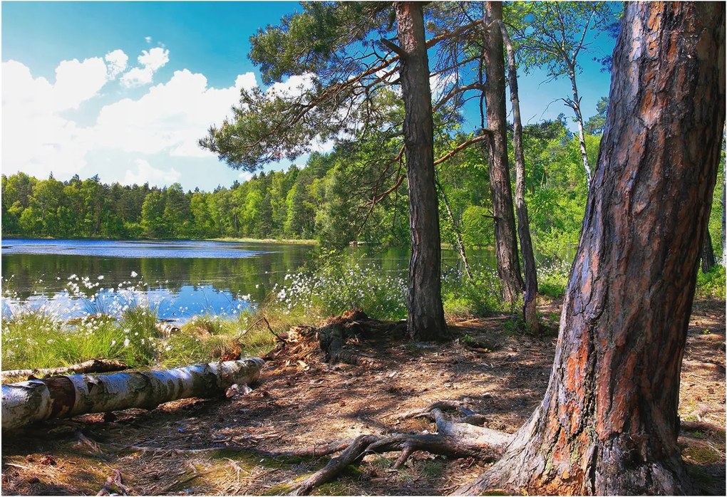 Fotótapéta Fali tapéta Hálószoba Nappali Erdei táj 152x104 Ragasztó