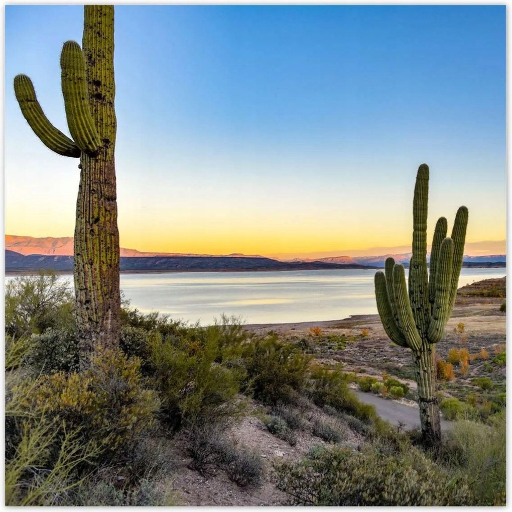 Poszterek 100x100 Kaktuszok a sivatagban