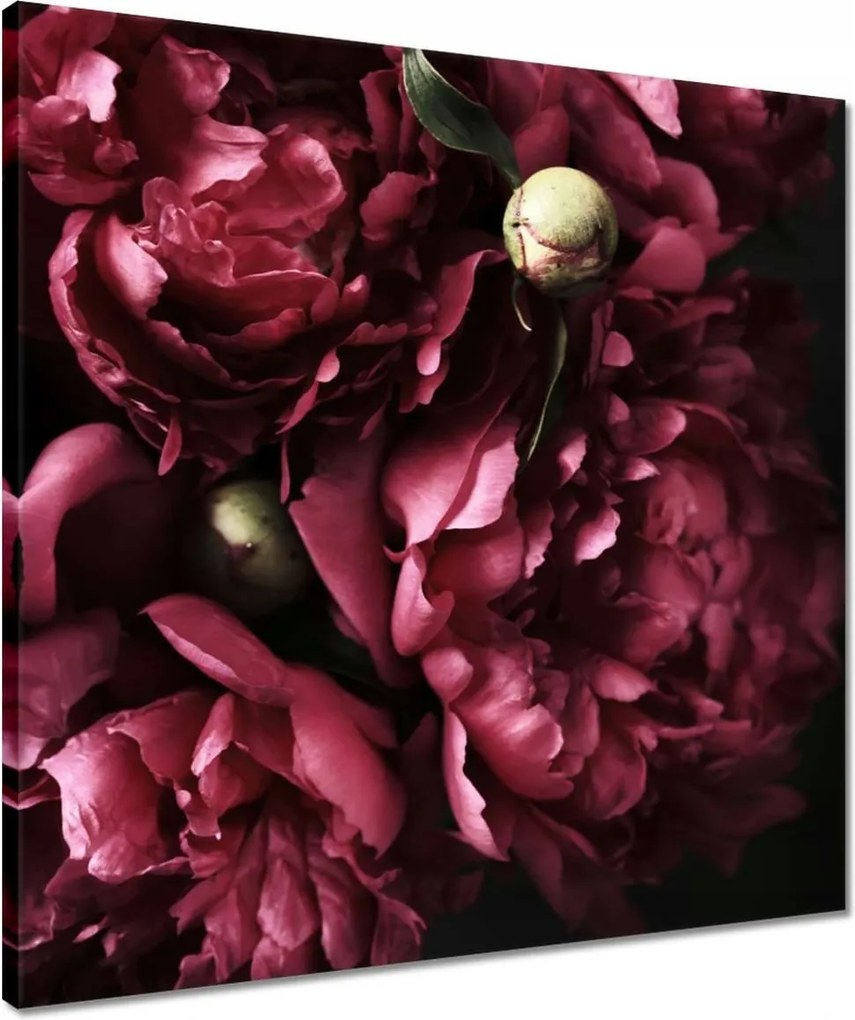 Vászonkép 50x50 Gyönyörű lila bazsarózsa