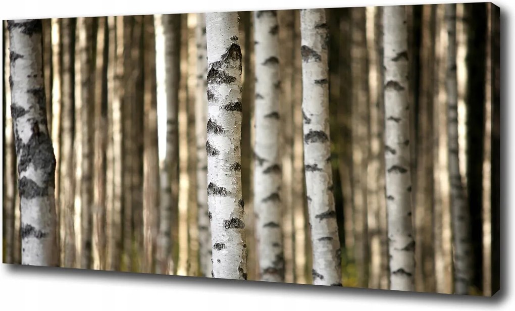 Fotótapéta nagy canvas falikép Nyírfa 120x60 cm