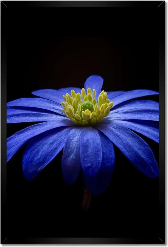 Poszter keretben 40x60 Kék virág