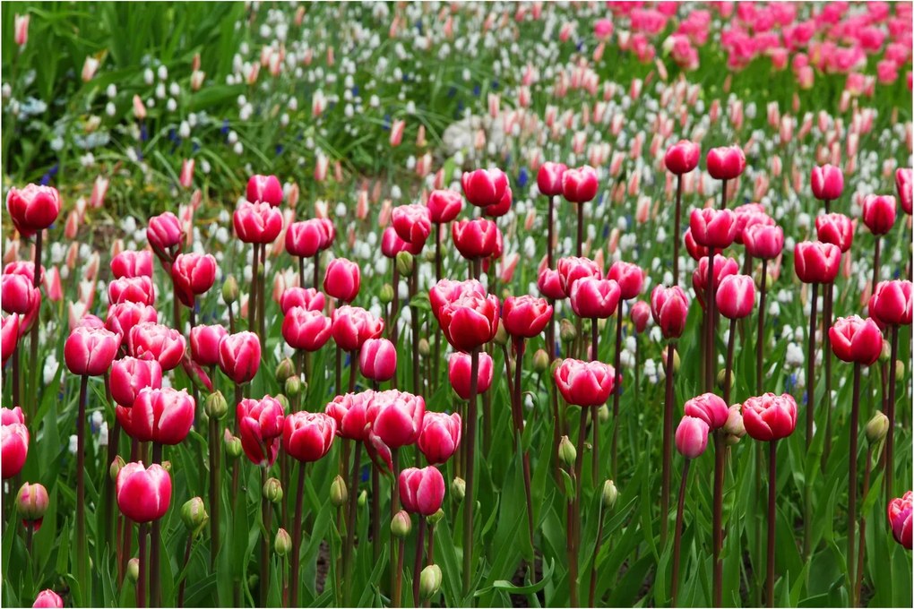 Tulipán képe (90x60 cm)