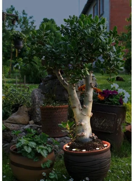 Eglo 900117 - SPINETOLI kültéri LED dekorációs lánc 6xLED IP65