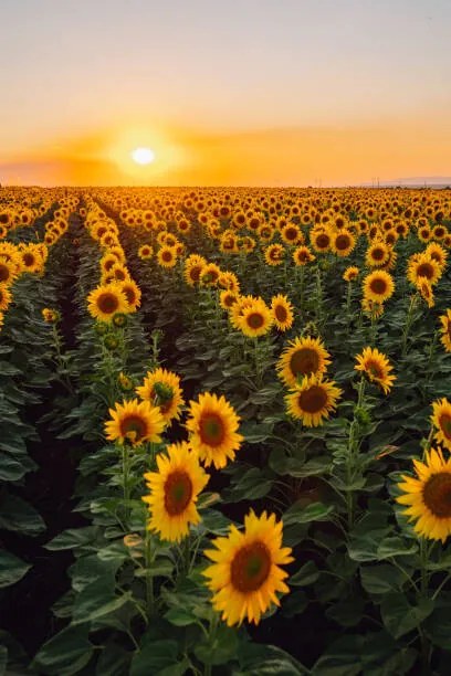 Fotográfia Sunflower field, Olga Rolenko