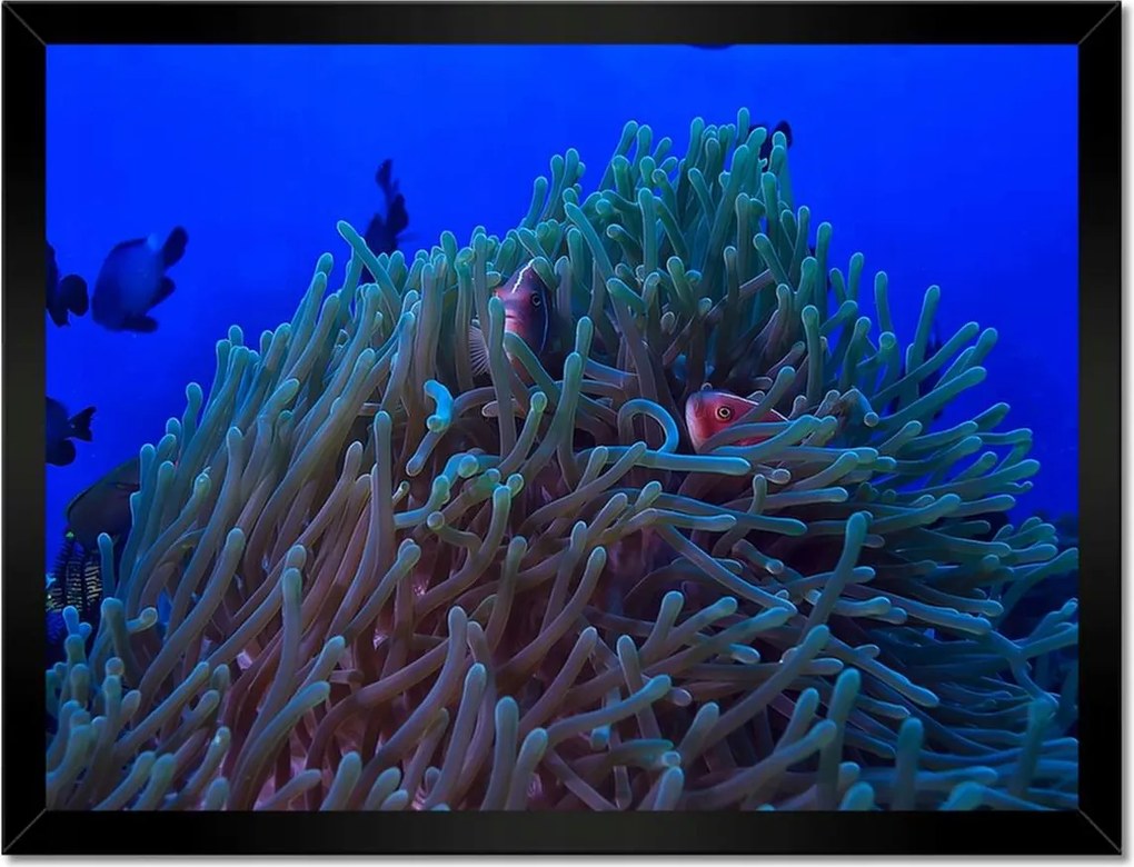 Poszterek keretben 40x30 Víz alatti zátony jelenet