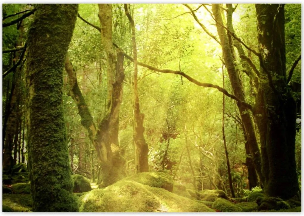 Poszterek 100x70 Varázslatos erdő Tájkép