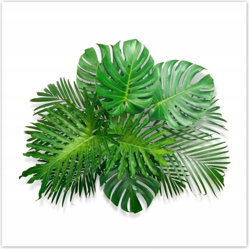 Poszterek 100x100 Monstera Lyukas levelek