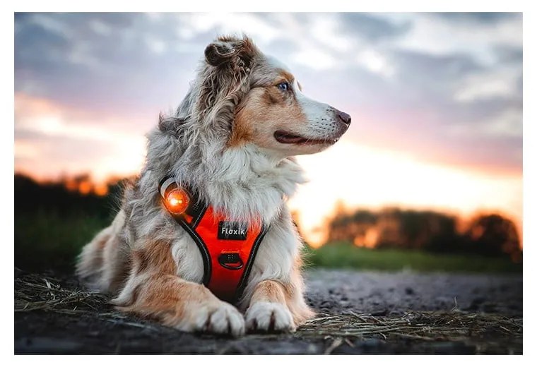 LED fény nyakörvre Amber - Orbiloc