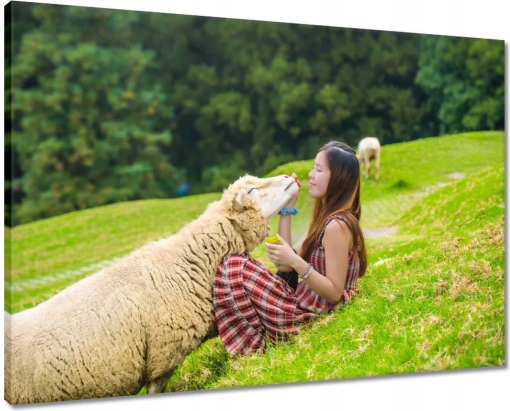 Vászonkép 70x50 Az én bárányom Hegyek csarnoka