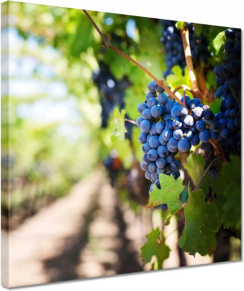 Vászonkép 30x30 Szőlőbirtok napsütésben