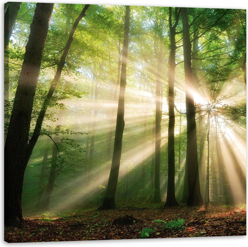 Vászonkép Nap az erdőben Fák Természet 90X90 cm Ajándéknak is tökéletes