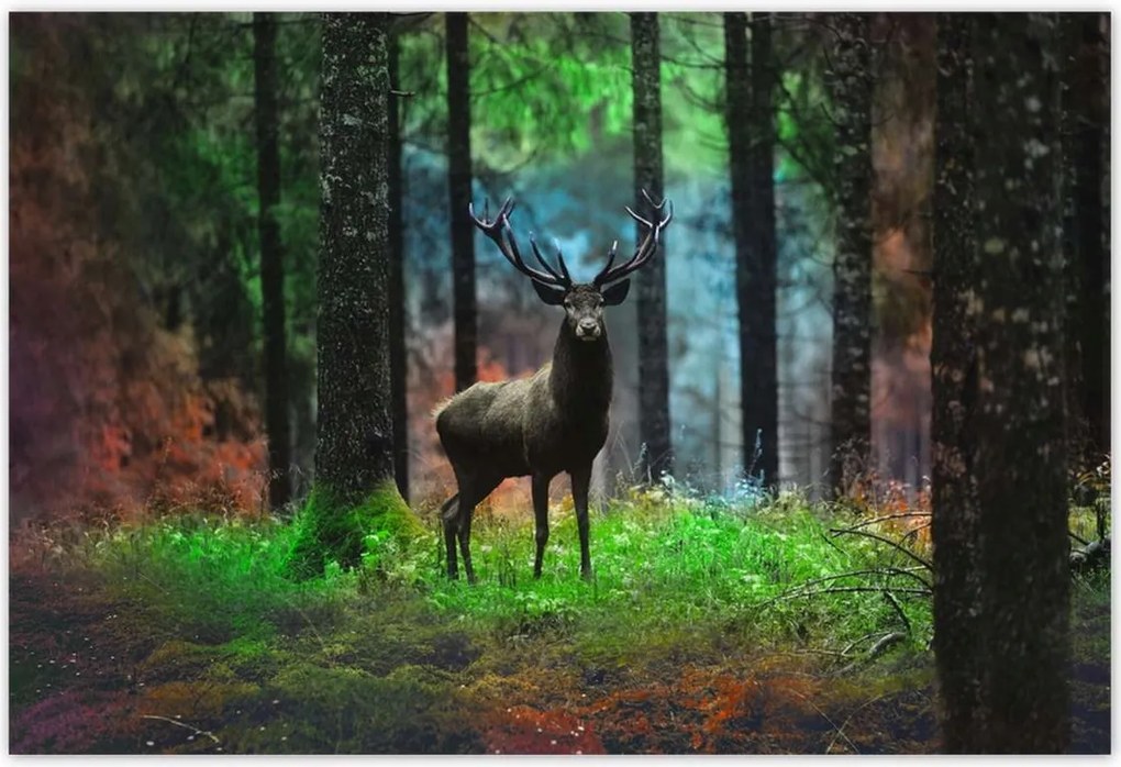 Poszterek 200x135 Szarvas a mesés erdőben