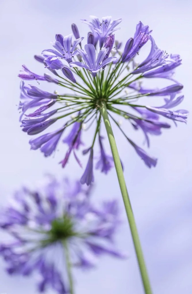 Poszter 53x81cm Afrikai liliom virágai, Assaf Frank