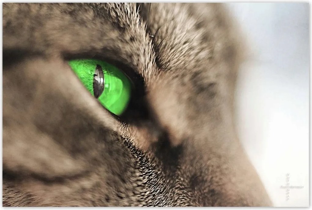 Poszterek 120x80 Macska tekintet