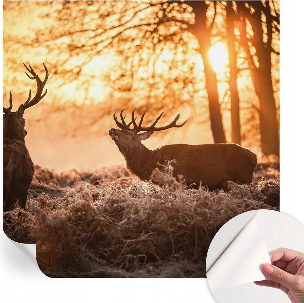 Divatos öntapadós fali tapéta Szarvas furnér reggel 250x250 cm