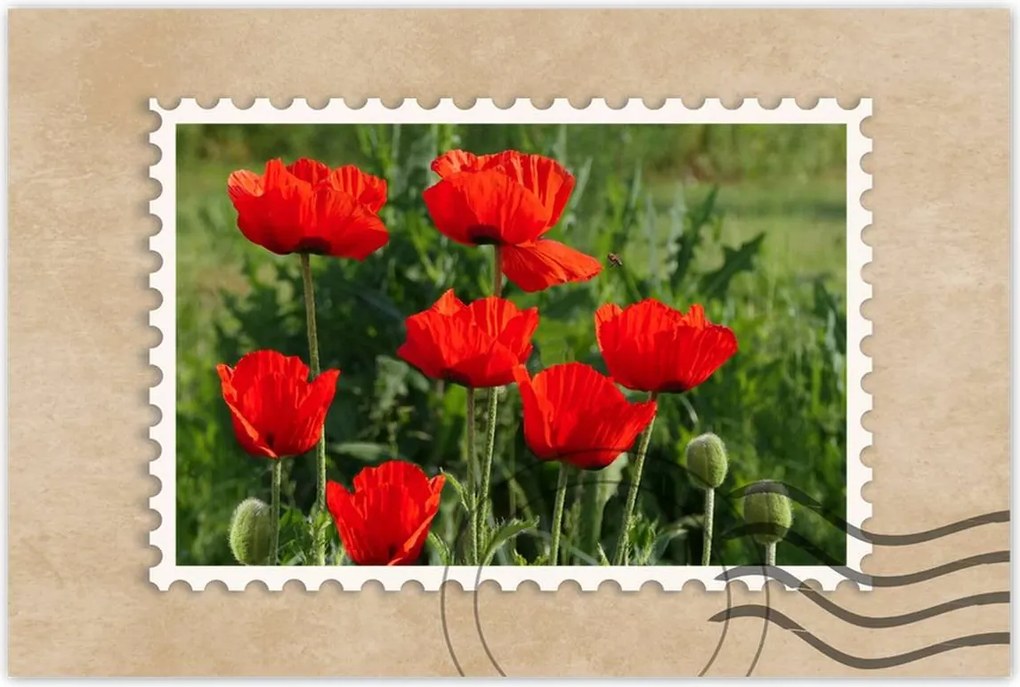 Poszterek 90x60 Pipacs Virágok