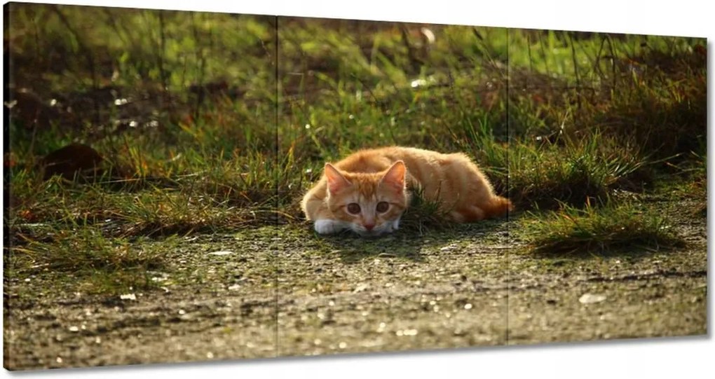 Vászonkép 180x90 Cica Cicák