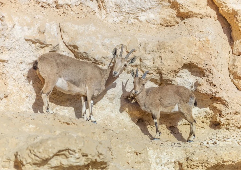 Poszter 42x29,7cm Núbiai ibexek, Assaf Frank