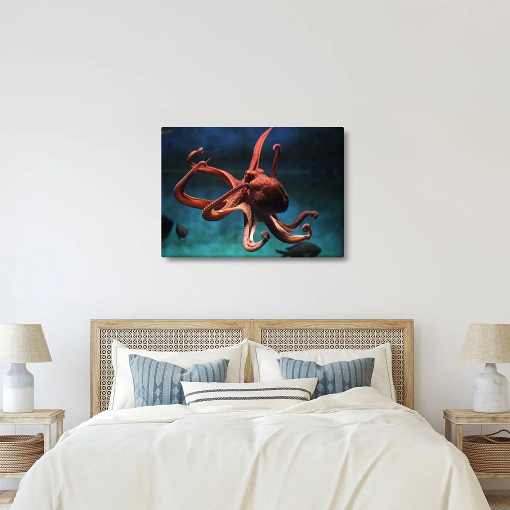 Kép - Octopus (70x50 cm)