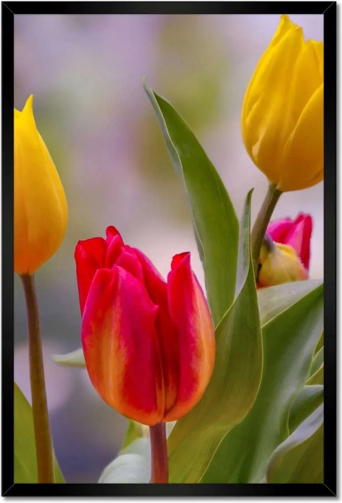 Poszterek keretben 40x60 Tulipánok Virágok