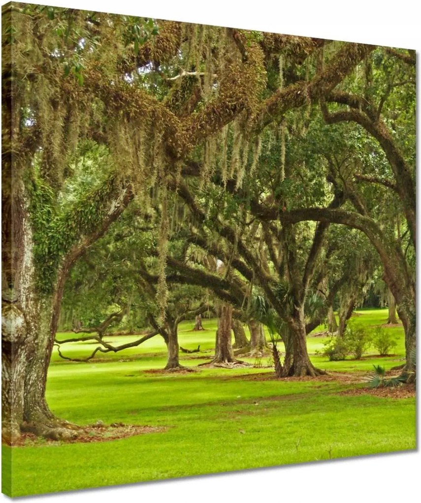 Vászonkép 40x40 Park tölgyfákkal