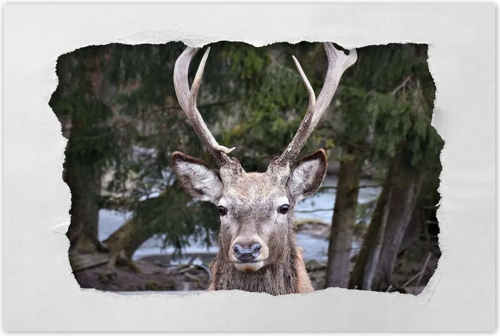 Poszterek 90x60 Szarvas agancs