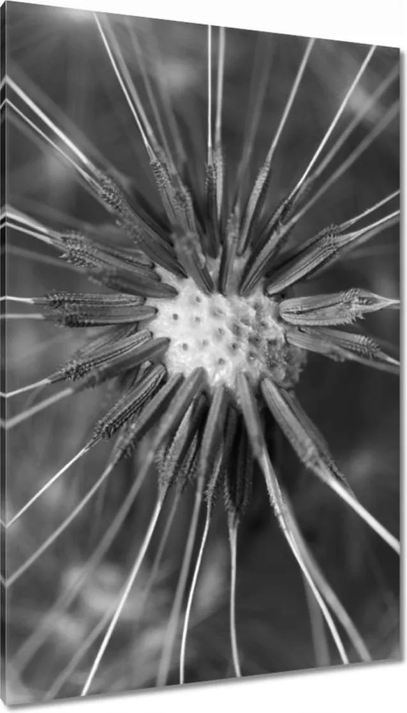 Vászonkép 80x120 Pitypang Virág Virágok