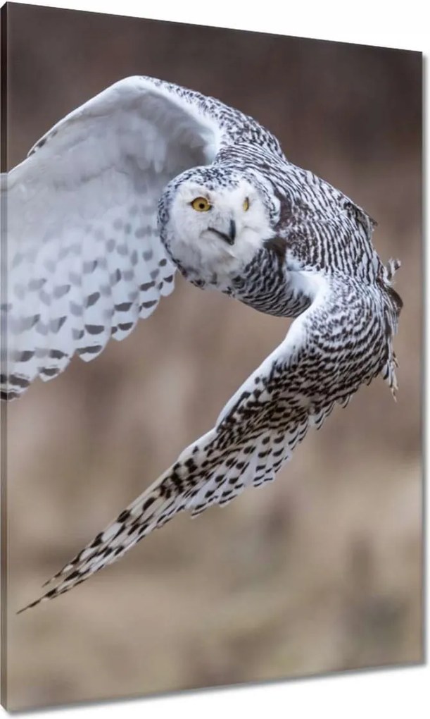 Vászonkép 70x100 Madarak