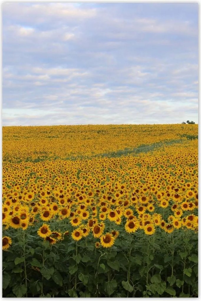 Poszterek 80x120 Napraforgó mező