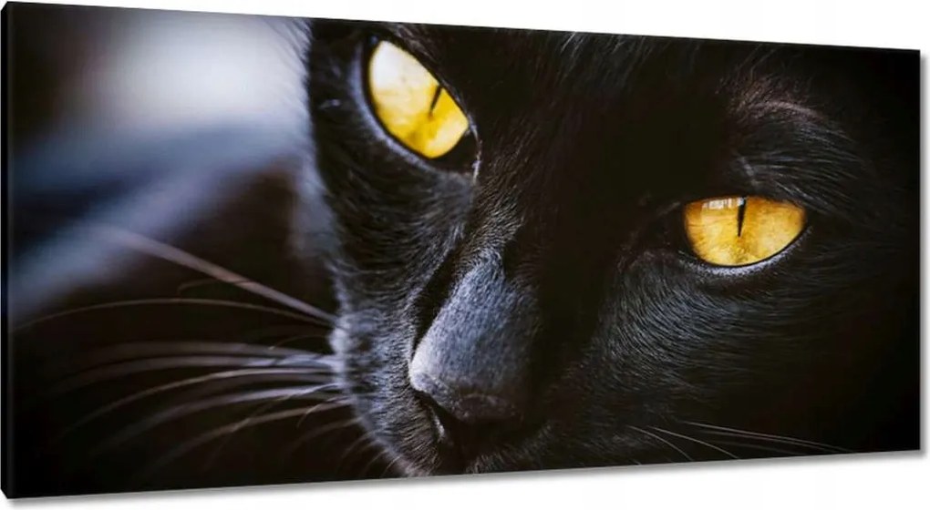 Képek 115x55 Cica Cicák Macskák