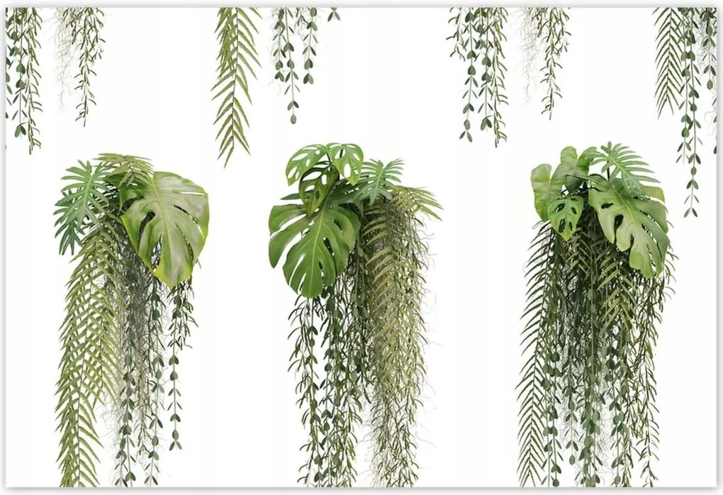 Poszterek 155x105 Monstera Lyukas levelek