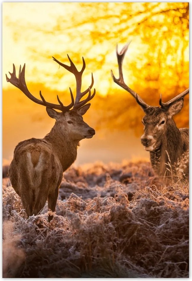Poszterek 135x200 Szarvasok a rikkancson