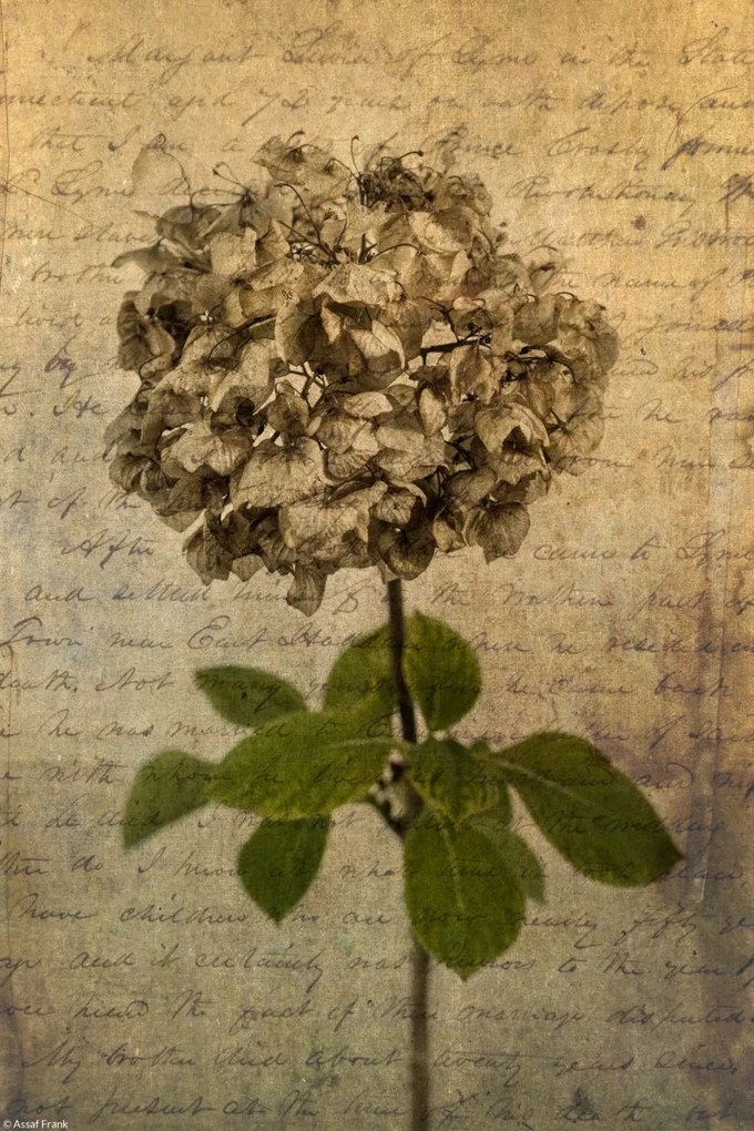 Poszter 20x30cm Egy szárított hortenzia virág, Assaf Frank