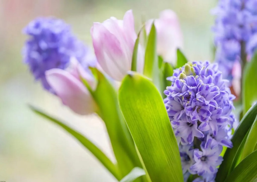 Poszter 84x59,5cm Jácint és tulipánok közelkép, Assaf Frank