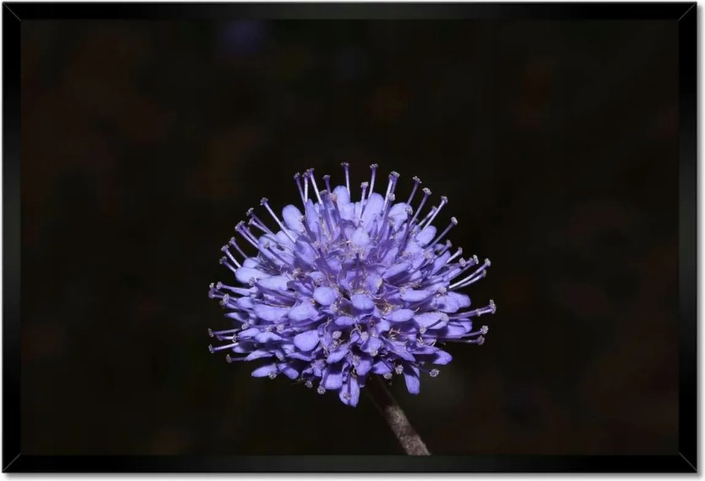 Poszterek keretben 60x40 Nőnap Ajándék Love