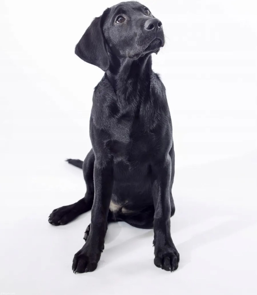 Poszter 30x40cm Fekete labrador, fehér alapon, Assaf Frank