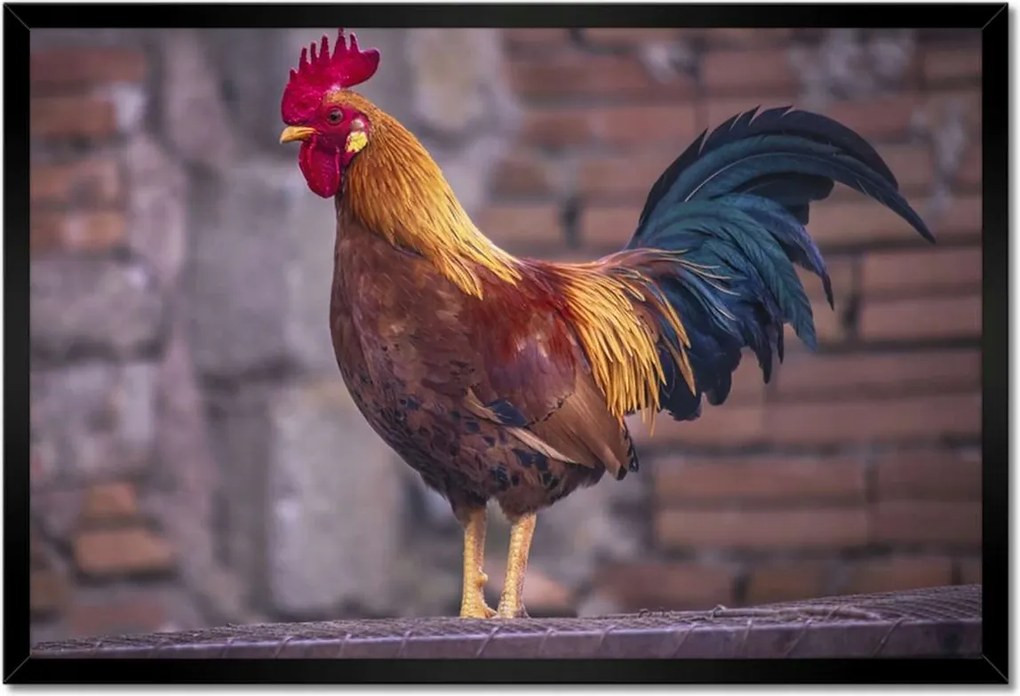 Poszterek keretben 60x40 Kakas Egy igazi harcos
