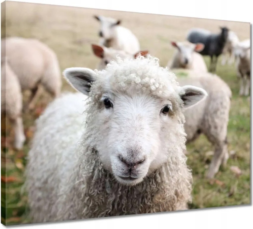 Vászonkép 50x40 Juh legeltetés Bárányok