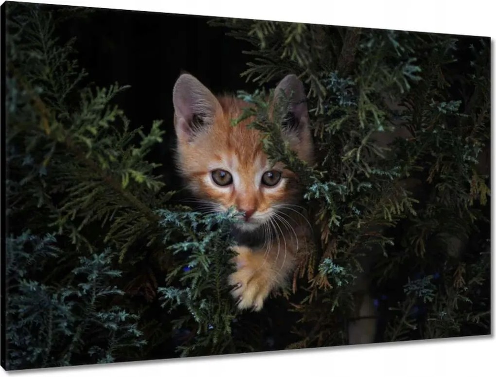 Vászonkép 90x60 Cica