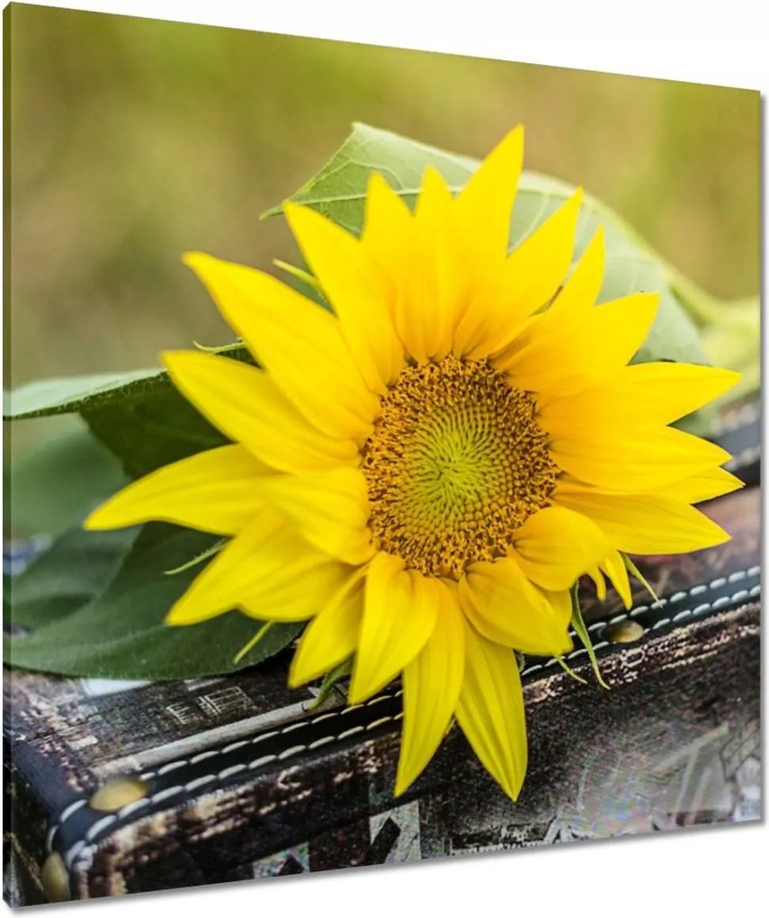 Vászonkép 90x90 Napraforgó a bőröndben