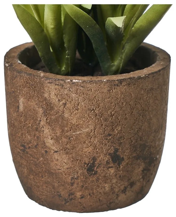 Műnövény szett 4 db-os (magasság 10 cm) Cactus – Casa Selección